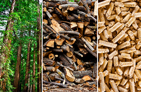 trees, logs and wood chips